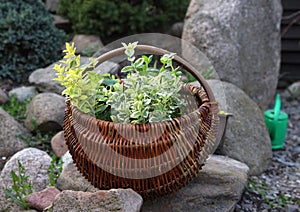 Herbs in basket