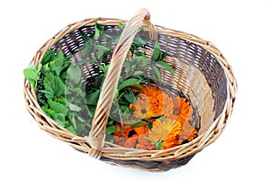 Herbs in basket, isolated