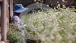 Herbs being handled by an asian woman in a field