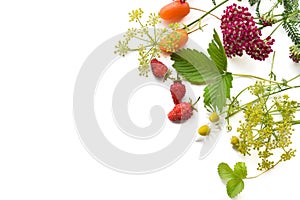 herbs and berries in white background