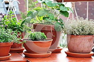 Herbs and berry plant on the balcony