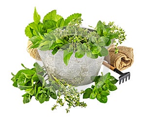 Herbs. Big Basket with different Fresh Farm herb Vegetables. Harvest. Spicy herbs food or Healthy diet concept. Vegetarian cooking
