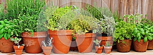 Herbs In Clay Pots 