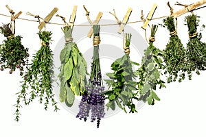 Herbs on clothes line photo