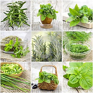 Herbs collection - collage