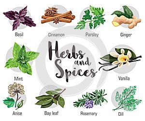 Herbs, condiment and spices with parsley, mint, rosemary, red basil, dill, anise, cinnamon, ginger, bay leaf, vanilla. photo