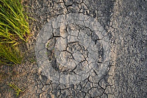 Herbs in dry cracked earth drought