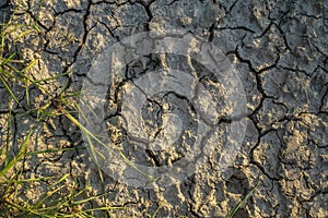 Herbs in dry cracked earth drought