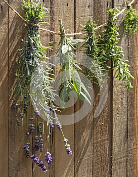 Herbs drying in front of a rustic wooden background