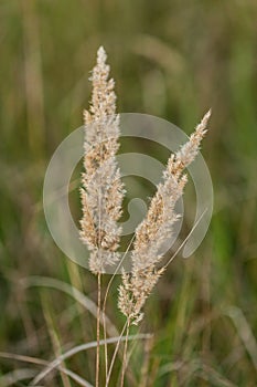 Herbs and ears in the evening