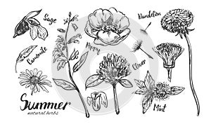 Herbs and flowers collection. Vector hand drawn.