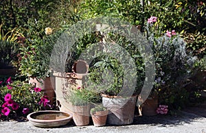 Herbs and flowers garden in the pots