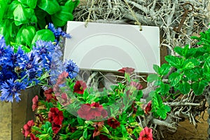 Herbs, flowers and green leaves