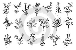 Herbs and flowers set of vector elements. Hand-drawn plants. Collection of botanical sketches.