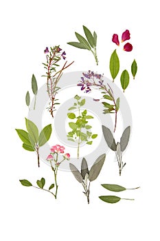 Herbs and Flowers of Summer