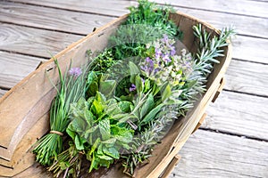 Herbs fresh from kitchen garden in harvest basket: chives, mint, thyme, rosemary, dill, sage with edible purple flowers