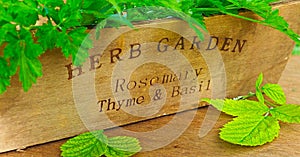 herbs garden basket for blog background