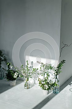 Herbs in glass bottles near the white wall. The shadow from the window on the wall. White wall and white floor.