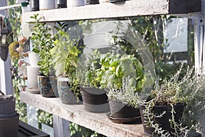 Herbs in the greenhouse