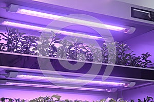 vertical farm Vertical agriculture indoor farm