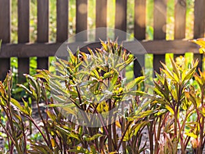 Herbs growing in the garden