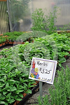 Herbs Growing Inside Greenhouse Nursery