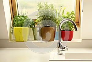 Herbs growing in kitchen