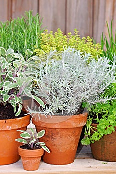Herbs growing in plant pots