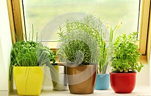 Herbs growing on window photo