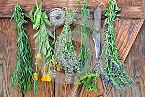 Herbs Hanging and Drying