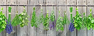 Herbs hanging on garden wall