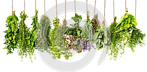 Herbs hanging isolated on white. food ingredients