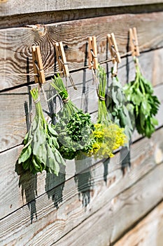 Herbs hanging over wooden background