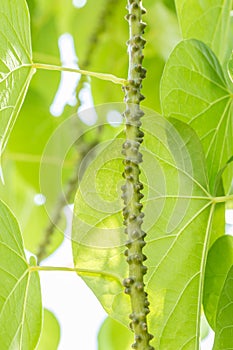 Herbs, Heart leaved moonseed,Tinospora crispaL.. photo