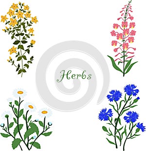 Herbs, Hypericum, Angustifolium, chamomile, cornflowers, illustration