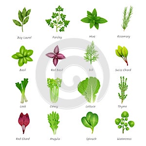 Herbs Icons Set