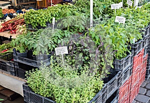Herbs on the marketin the city photo