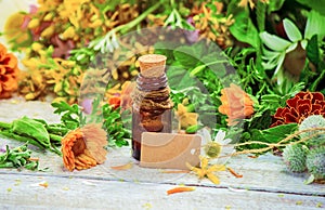 Herbs. Medicinal plants. photo