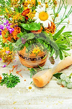 Herbs. Medicinal plants. photo
