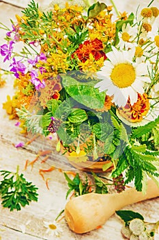 Herbs. Medicinal plants. photo