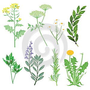 Herbs medicinal plants and weeds