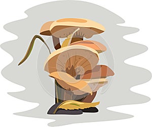 Forest, mushrooms, leaves. grass and herbs