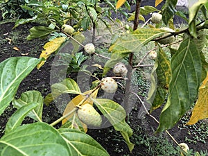 The Herbs Noni Fruit