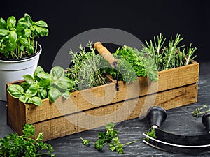 Herbs in old wood box