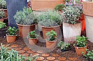 Herbs and ornamental plants in to the pot