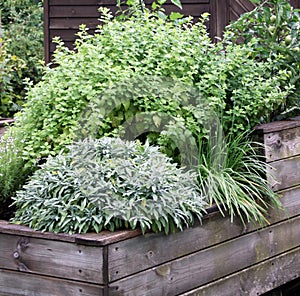 Herbs plant on the raised garden bed photo