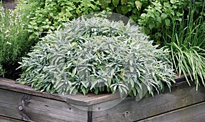 Herbs plant on the raised garden bed photo