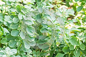 Herbs plants, Aerva Lanata L. Juss. ex Schult.