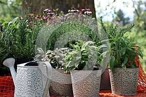 Herbs in the pot photo