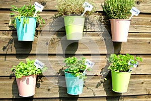 Herbs in pot in the garden photo